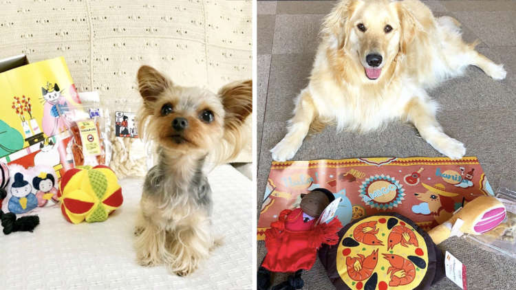 PECOBOX(ペコボックス)は超小型犬から大型犬まで使える? よくある質問に回答します! #3