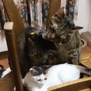 動物,犬,猫,しつけ,飼い方,育て方,病気,健康