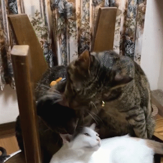 動物,犬,猫,しつけ,飼い方,育て方,病気,健康
