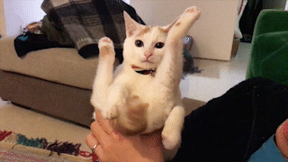 動物,犬,猫,しつけ,飼い方,育て方,病気,健康