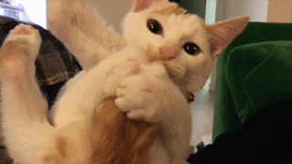 動物,犬,猫,しつけ,飼い方,育て方,病気,健康