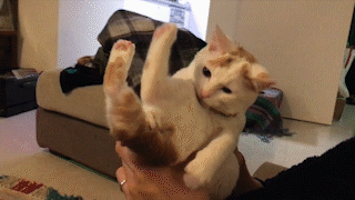 動物,犬,猫,しつけ,飼い方,育て方,病気,健康