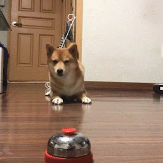動物,犬,猫,しつけ,飼い方,育て方,病気,健康