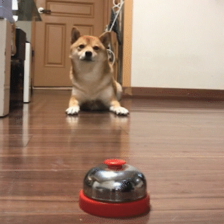 動物,犬,猫,しつけ,飼い方,育て方,病気,健康