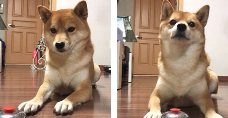 とある特技にチャレンジする柴犬ちゃん。失敗・成功したときの表情に差がありすぎた〜(;´∀`) 19秒