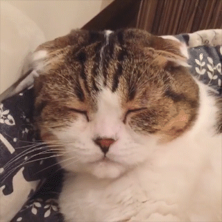 動物,犬,猫,しつけ,飼い方,育て方,病気,健康