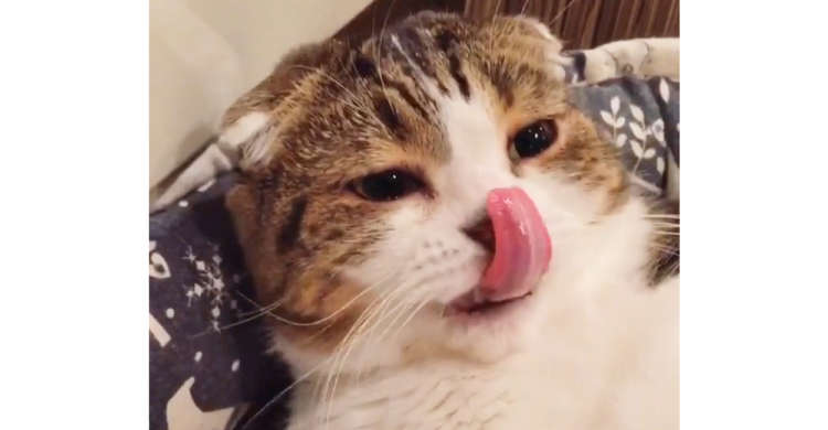 【かわいい三角ボタン】“スイッチ”を触られると舌をペロペロしちゃう猫さん。その場所というのは…♪