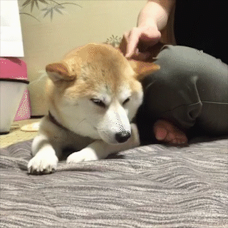 動物,犬,猫,しつけ,飼い方,育て方,病気,健康