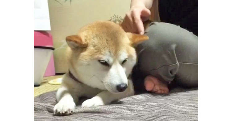 飼い主さんの指使いにノックアウト。耳をなでなでされて、意識が飛びかけちゃっている柴犬ちゃん♪
