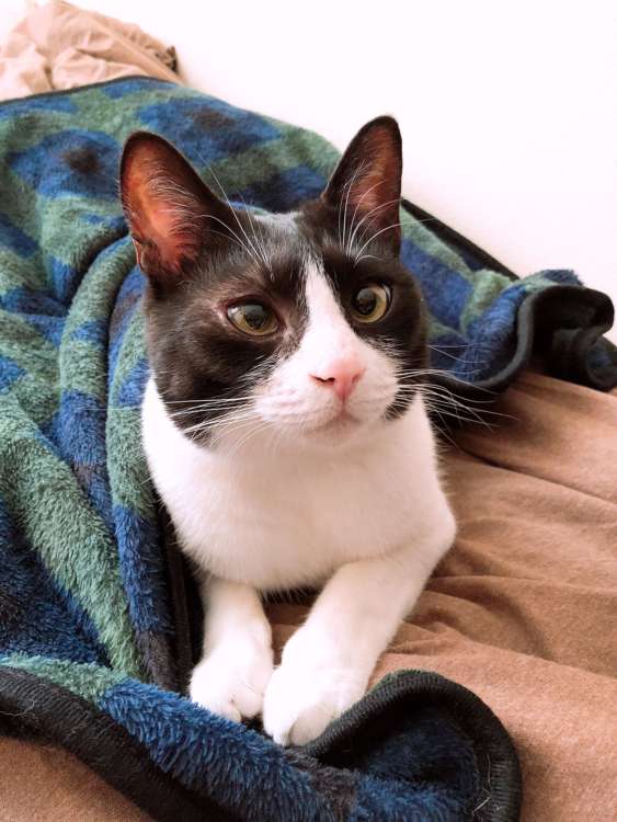 動物,犬,猫,しつけ,飼い方,育て方,病気,健康