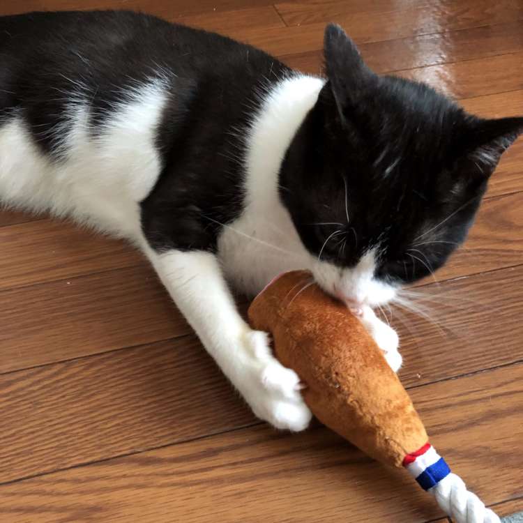 動物,犬,猫,しつけ,飼い方,育て方,病気,健康