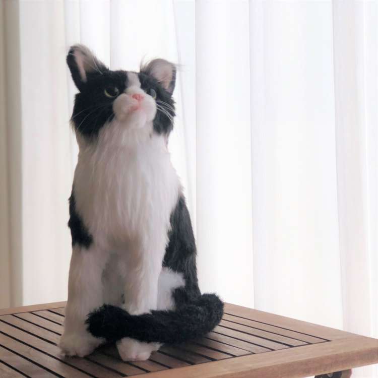 動物,犬,猫,しつけ,飼い方,育て方,病気,健康