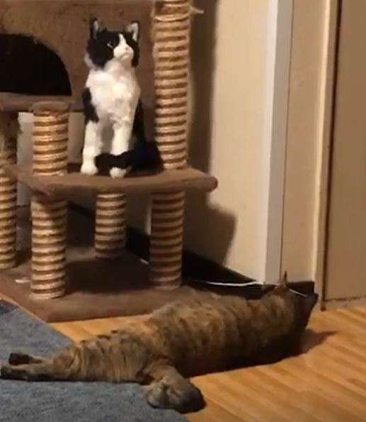 動物,犬,猫,しつけ,飼い方,育て方,病気,健康