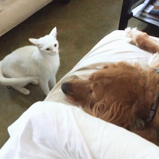 動物,犬,猫,しつけ,飼い方,育て方,病気,健康