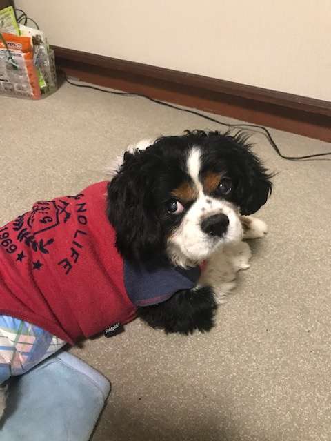 動物,犬,猫,しつけ,飼い方,育て方,病気,健康