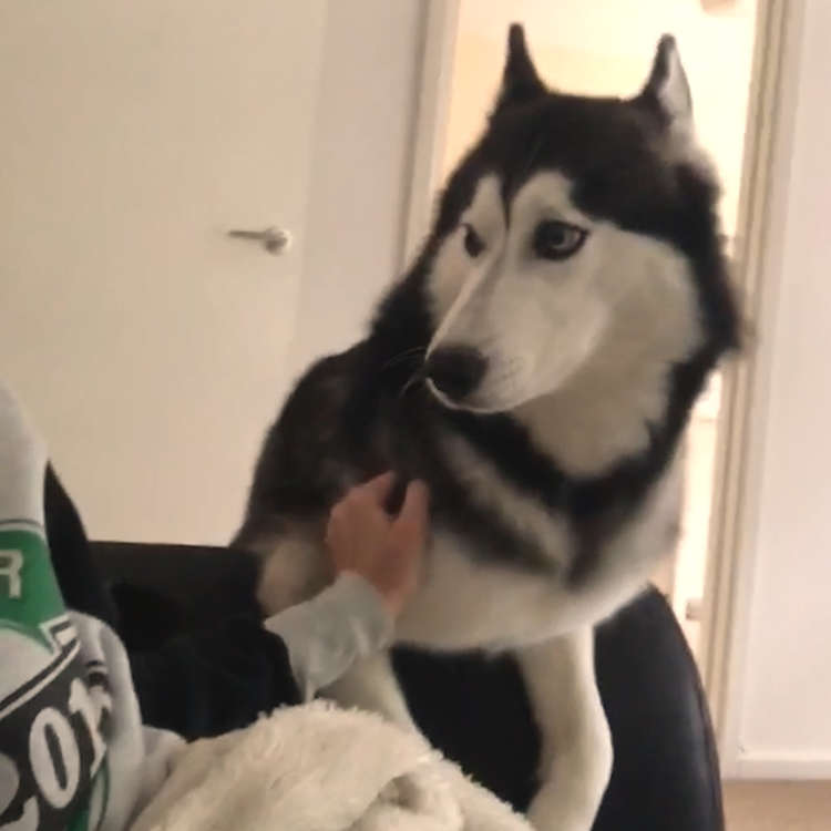 動物,犬,猫,しつけ,飼い方,育て方,病気,健康