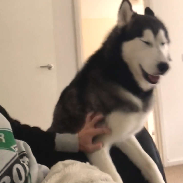 動物,犬,猫,しつけ,飼い方,育て方,病気,健康