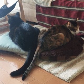 動物,犬,猫,しつけ,飼い方,育て方,病気,健康