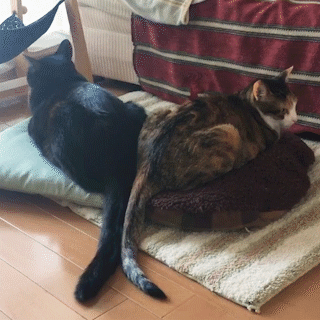 動物,犬,猫,しつけ,飼い方,育て方,病気,健康