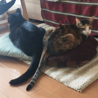 動物,犬,猫,しつけ,飼い方,育て方,病気,健康