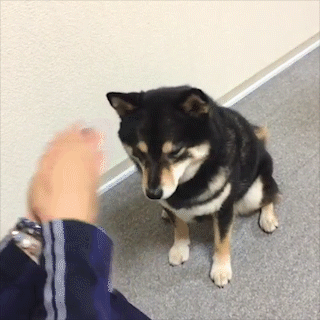 動物,犬,猫,しつけ,飼い方,育て方,病気,健康
