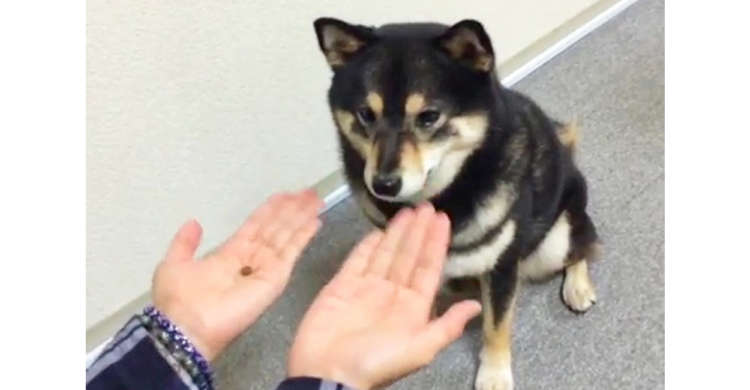 「こんなの楽勝だワン♪」飼い主さんと当てっこゲームをする黒柴ちゃん → その結果は…(`;ω;´)