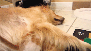 動物,犬,猫,しつけ,飼い方,育て方,病気,健康