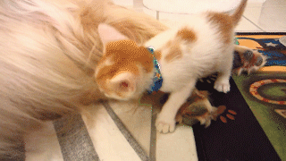 動物,犬,猫,しつけ,飼い方,育て方,病気,健康