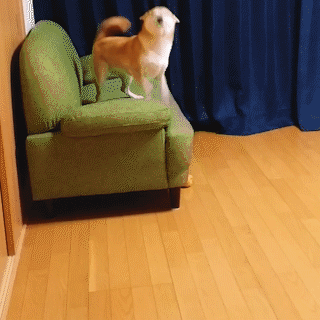 動物,犬,猫,しつけ,飼い方,育て方,病気,健康