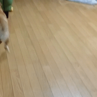 動物,犬,猫,しつけ,飼い方,育て方,病気,健康