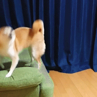 動物,犬,猫,しつけ,飼い方,育て方,病気,健康