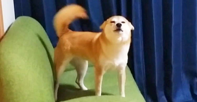 「おっかえりーーッ!」帰宅したママを、大きな歌声でお出迎え♪ 柴犬さんのウキウキ姿にやられたッ♡