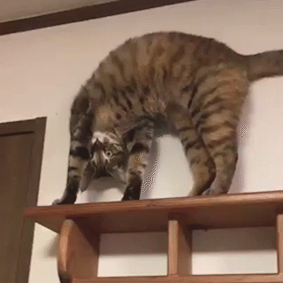 動物,犬,猫,しつけ,飼い方,育て方,病気,健康