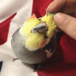 動物,犬,猫,しつけ,飼い方,育て方,病気,健康