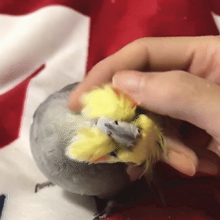 動物,犬,猫,しつけ,飼い方,育て方,病気,健康