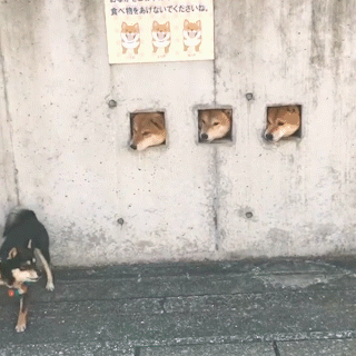 動物,犬,猫,しつけ,飼い方,育て方,病気,健康