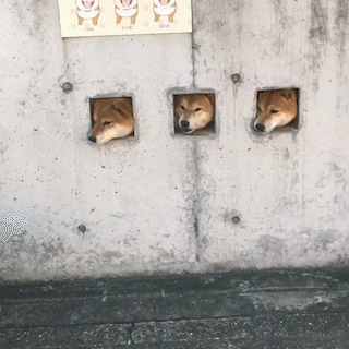 動物,犬,猫,しつけ,飼い方,育て方,病気,健康
