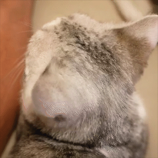 動物,犬,猫,しつけ,飼い方,育て方,病気,健康