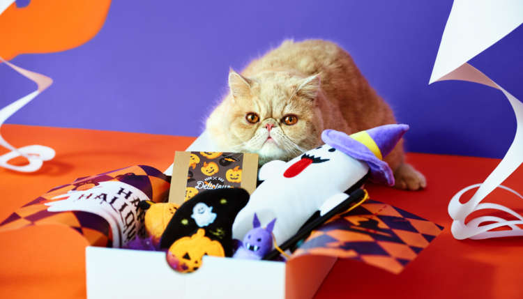 【愛猫用】PECOBOX(ペコボックス) 『ハロウィン特別号』受付開始!愛猫のプレゼントの中身を解説