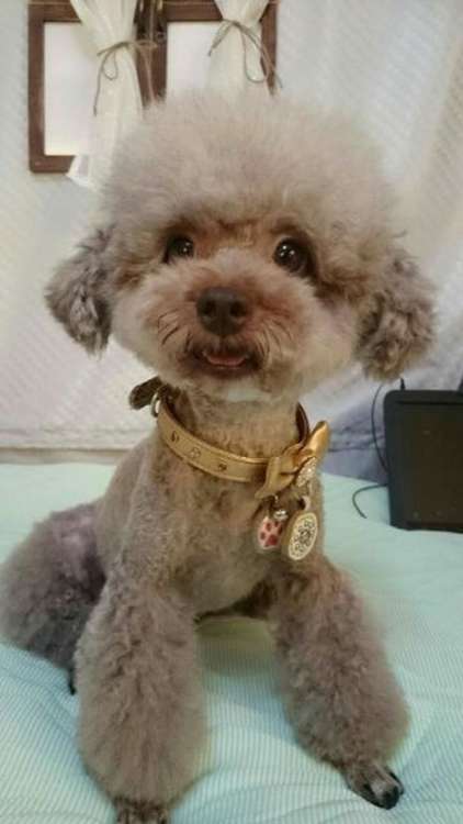 動物,犬,猫,しつけ,飼い方,育て方,病気,健康