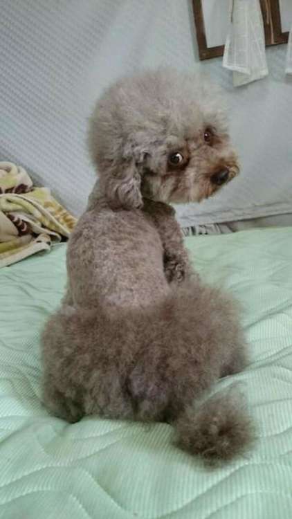 動物,犬,猫,しつけ,飼い方,育て方,病気,健康