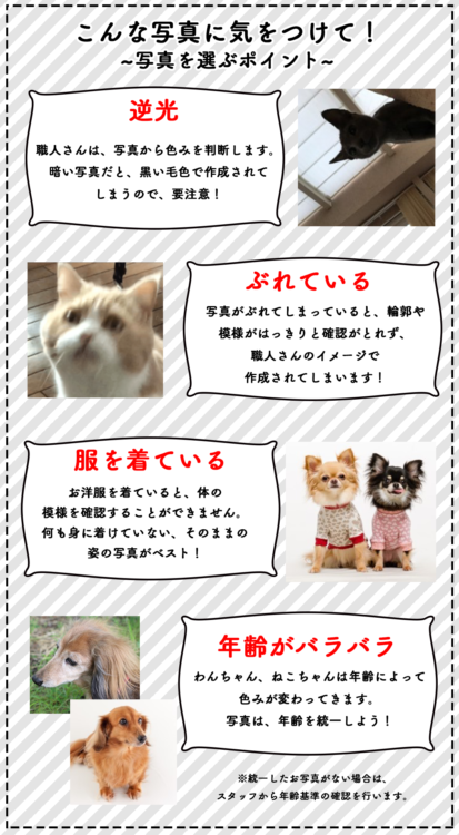 動物,犬,猫,しつけ,飼い方,育て方,病気,健康