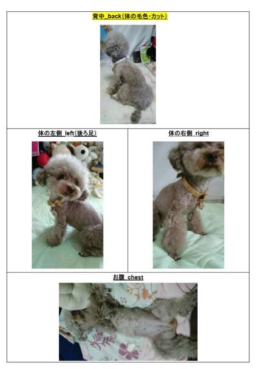 動物,犬,猫,しつけ,飼い方,育て方,病気,健康