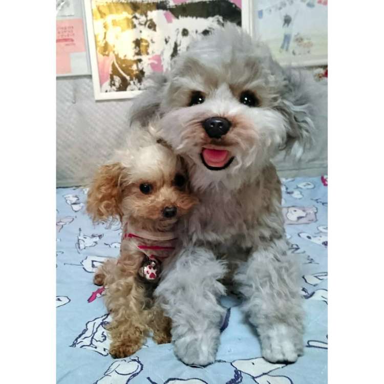 動物,犬,猫,しつけ,飼い方,育て方,病気,健康