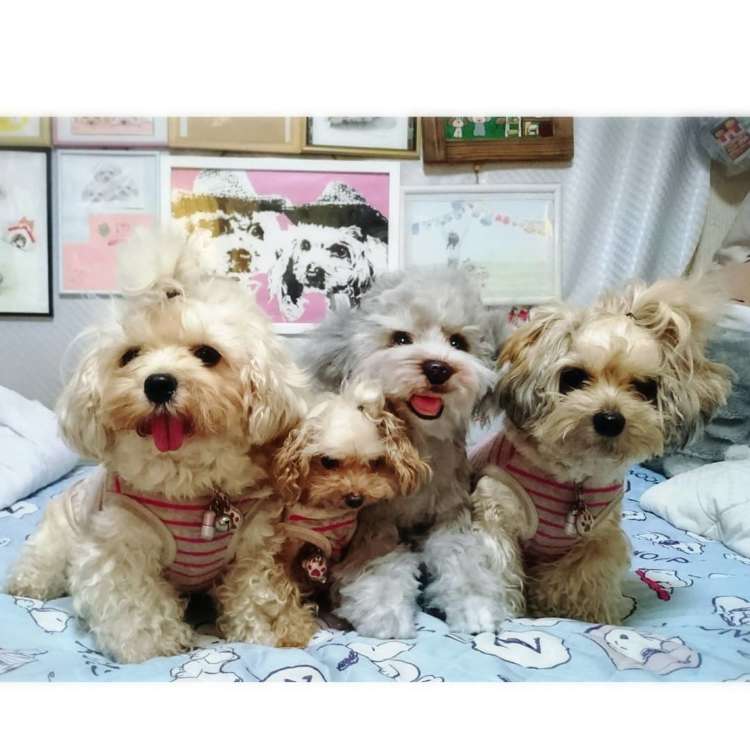 動物,犬,猫,しつけ,飼い方,育て方,病気,健康