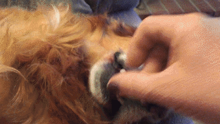 動物,犬,猫,しつけ,飼い方,育て方,病気,健康