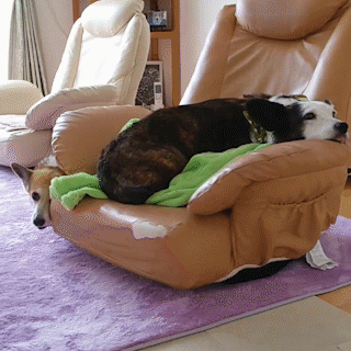 動物,犬,猫,しつけ,飼い方,育て方,病気,健康