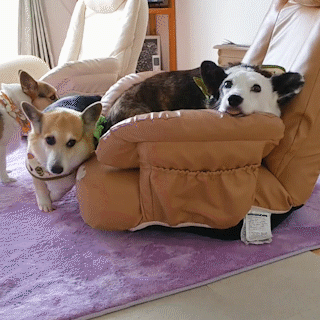 動物,犬,猫,しつけ,飼い方,育て方,病気,健康