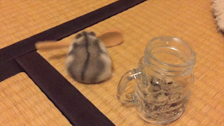 動物,犬,猫,しつけ,飼い方,育て方,病気,健康