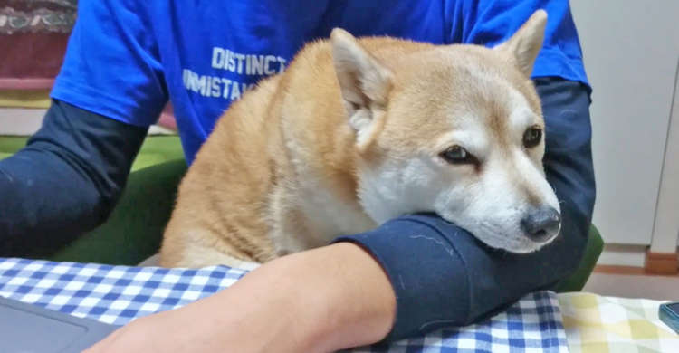 パパの腕まくらにうっとり。あたたかい腕に包まれたワンコの、幸せな表情に…癒やされる♪(36秒)